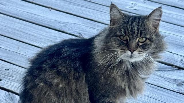 Brun og svart hunnkatt savnet