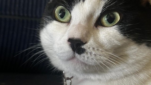 Hvit og svart hunnkatt var savnet