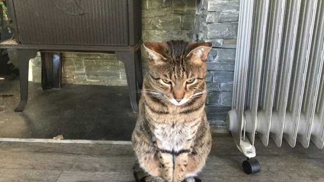 Brun hannkatt savnet
