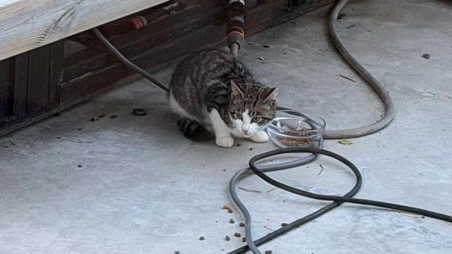 Hvit og gråspraglete katt funnet