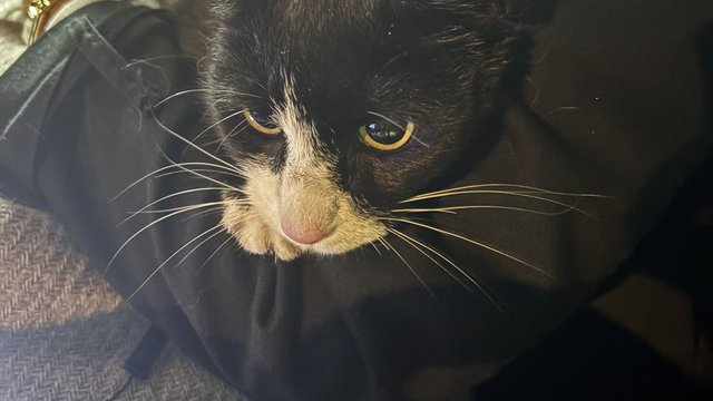 Svart katt funnet