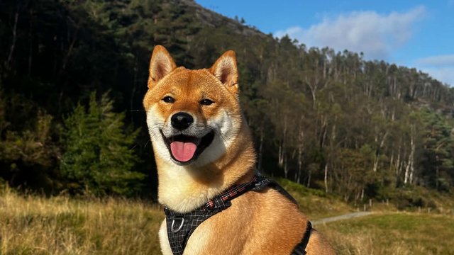 Rød hannhund var savnet