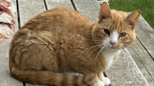 Orange og hvit hannkatt funnet