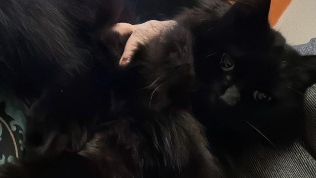 Svart hannkatt savnet
