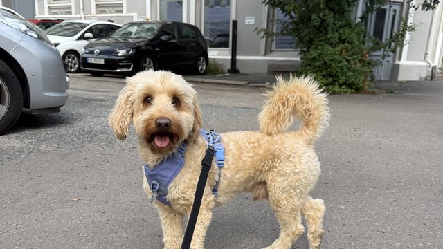 Beige hannhund savnet