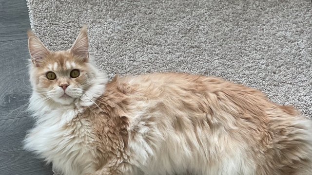 Beige hannkatt savnet