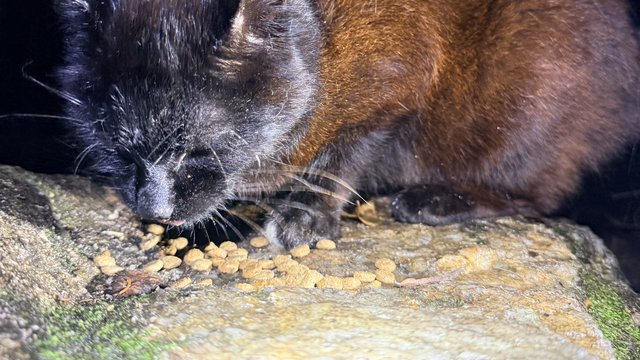 Brunrød og sort katt funnet