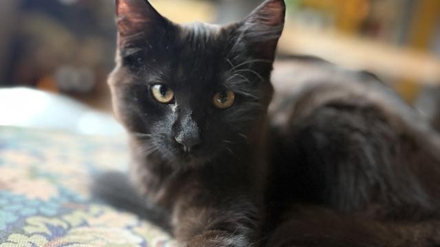 Svart hunnkatt savnet