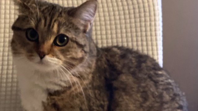 Brun, svart, hvit hunnkatt savnet