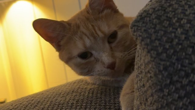 Oransje katt savnet