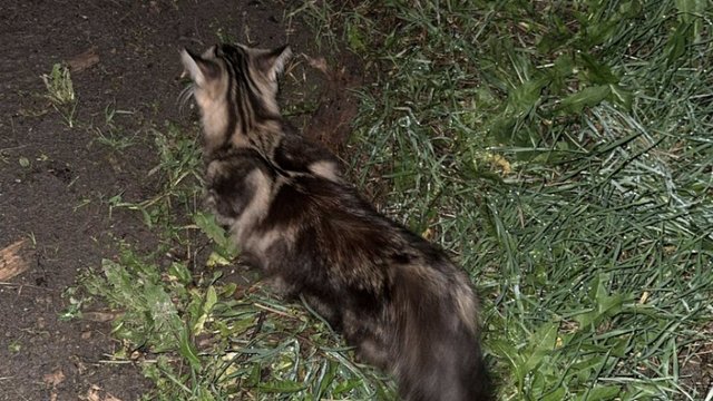 Svart, grå, hunnkatt funnet