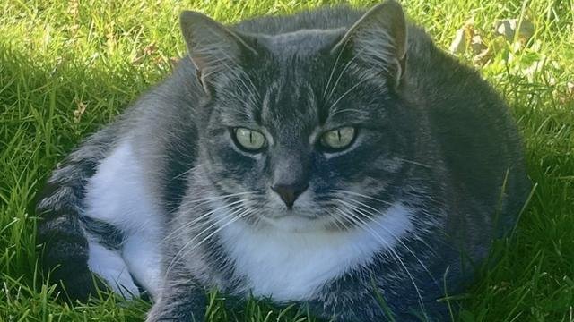 Grå og hvit hannkatt savnet