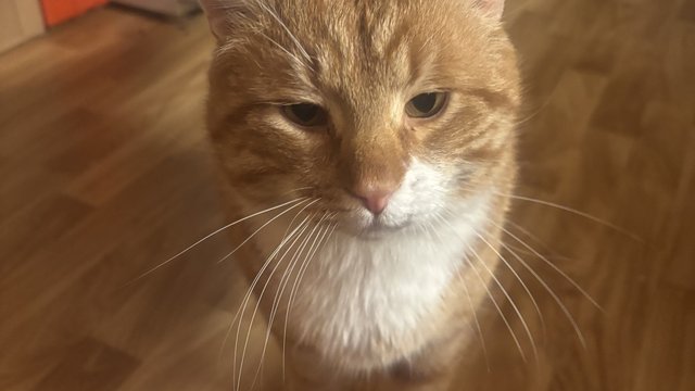Oransj og hvit katt savnet