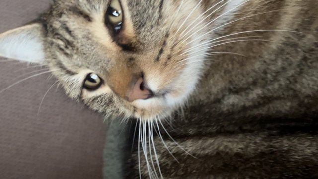 Bruntabby hannkatt savnet