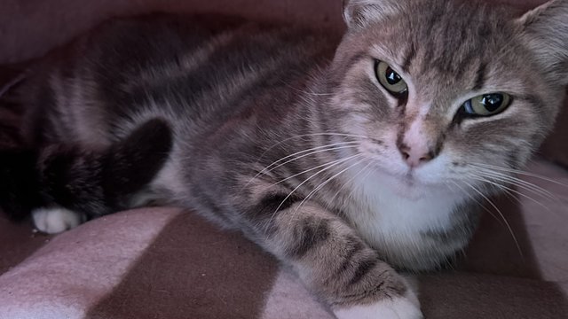 Grå, hvit, brun hunnkatt funnet