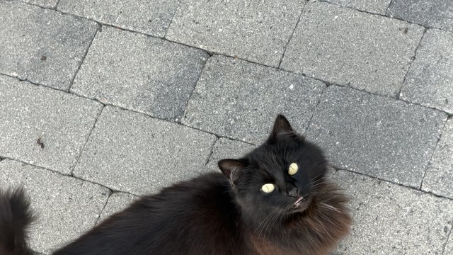Svart hunnkatt savnet