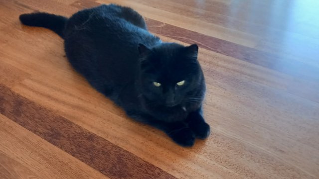 Svart hannkatt savnet